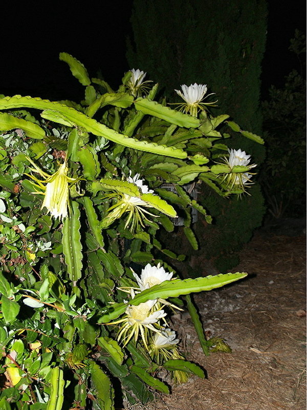 hylocereus undata 28ag06 (6).jpg