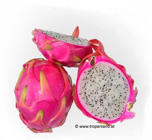 hylocereus-undatus-frucht-pitahaya.jpg