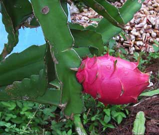 hylocereus-undatus-pitahaya.jpg
