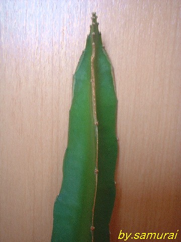 hylocereus_guatemalensis.jpg
