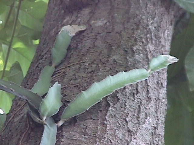 Hylocereus_ocamponis_03.jpg