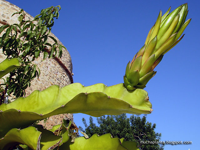 Hylocereus_undatus_bud.jpg