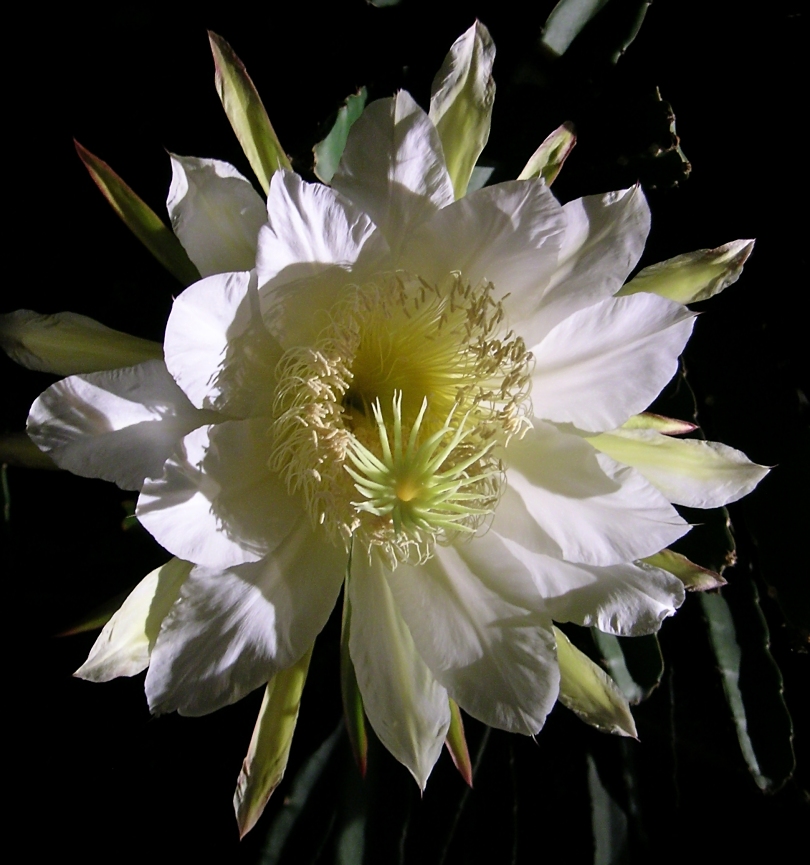 Hylocereus_undatus_fl_810.jpg
