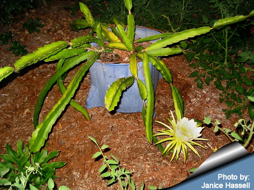 Hylocereus_undatus_janice_hassell_810.jpg