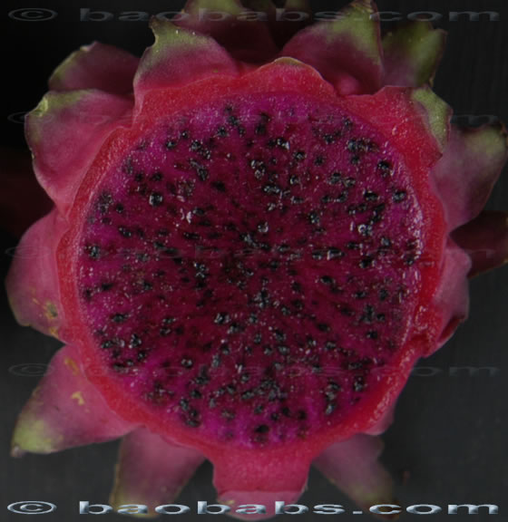 Hylocereus_undatus_ocamponis.jpg