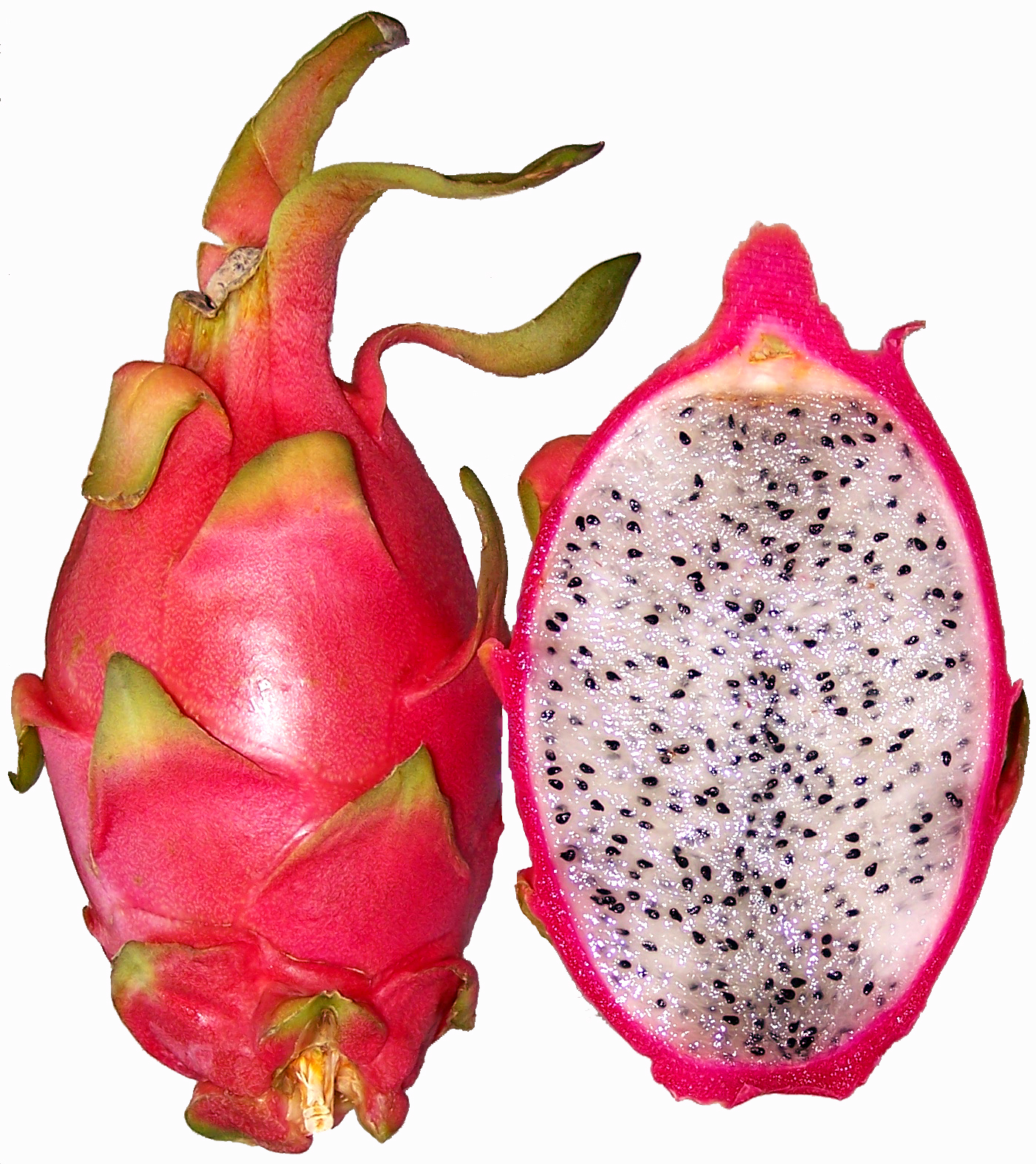 Hylocereus_undatus_red_pitahaya.jpg