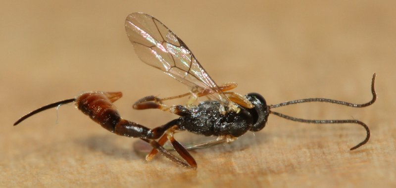 hymen1agba1.jpg