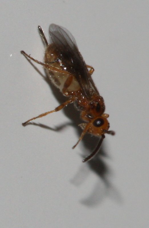 hymenagba.jpg