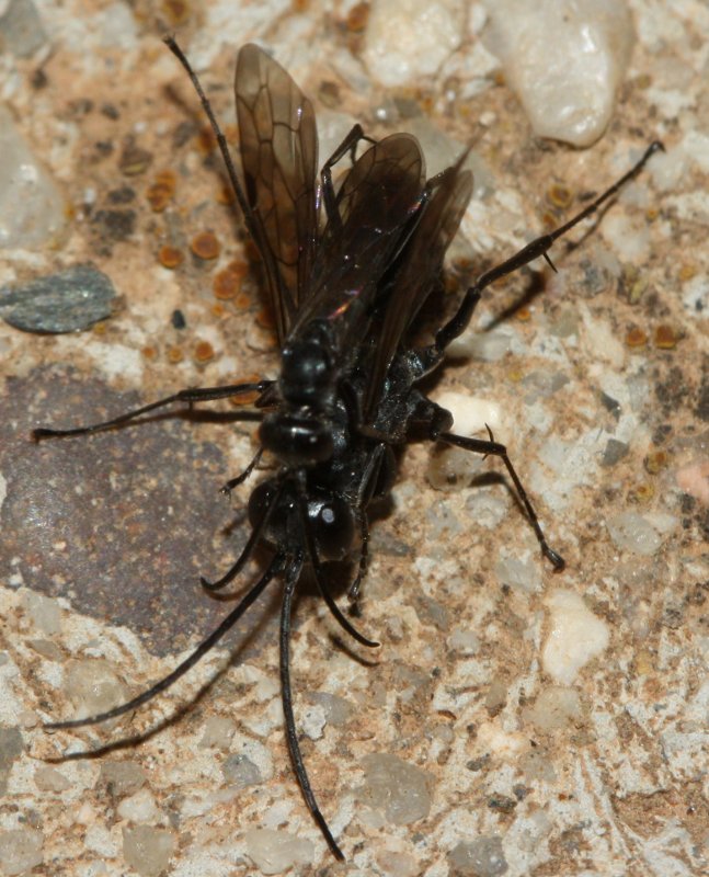 hymencopag1.jpg