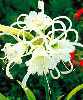 hymenocallis%7E0.jpg