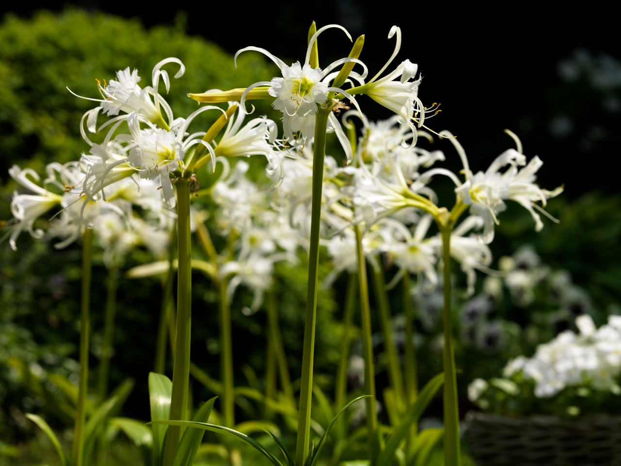 hymenocallis-festalis-ismene-01.jpg