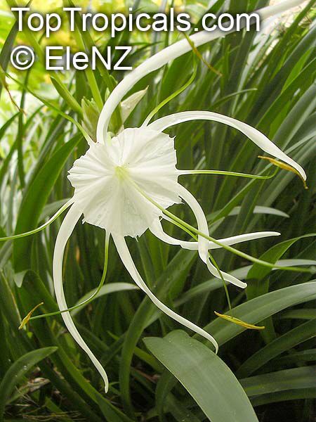 Hymenocallis181el.jpg