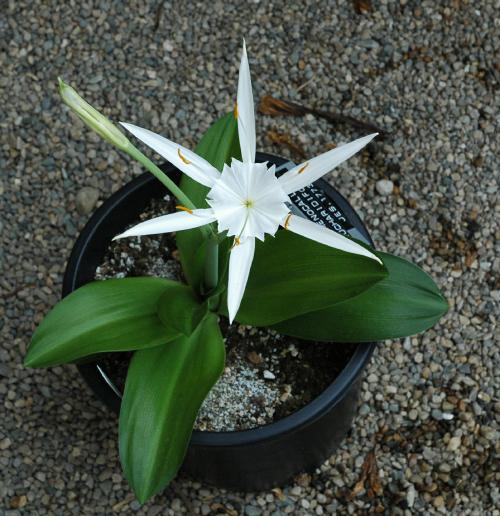 Hymenocallis_eucharidifolia-01-JUL-2004_06crp_m.jpg