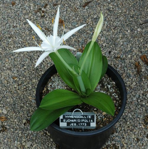 Hymenocallis_eucharidifolia-01-JUL-2004_07crp_m.jpg