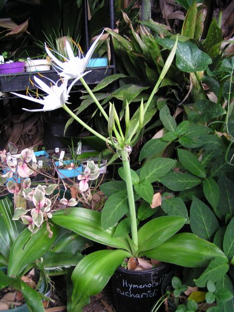 Hymenocallis_eucharidifolia_plant_LP.jpg