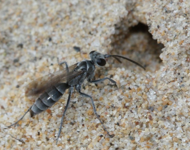 Hymenoptera%20de%20tierra.jpg