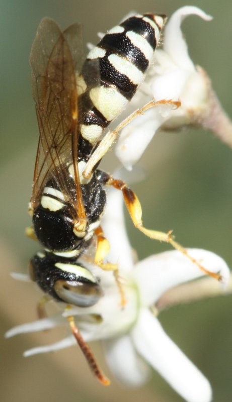 Hymenoptera%20jul2.jpg