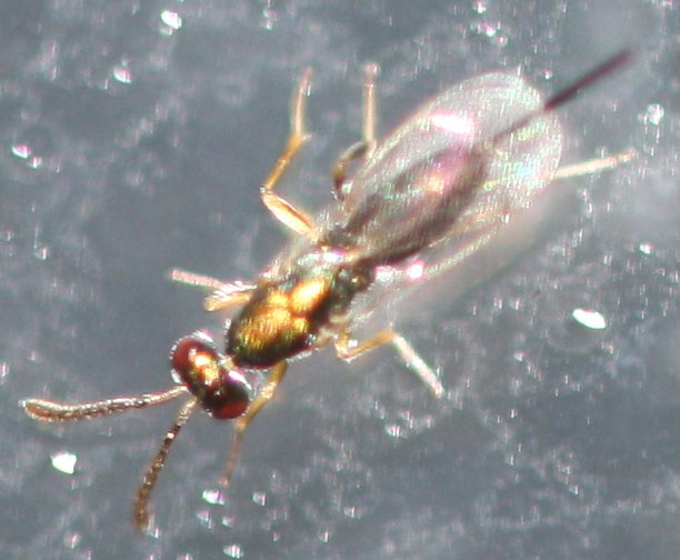 hymenoptera.jpg