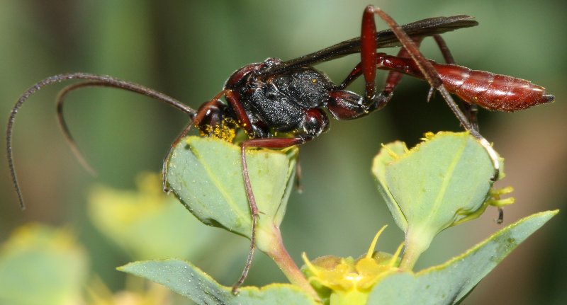 hymenoptera2.jpg