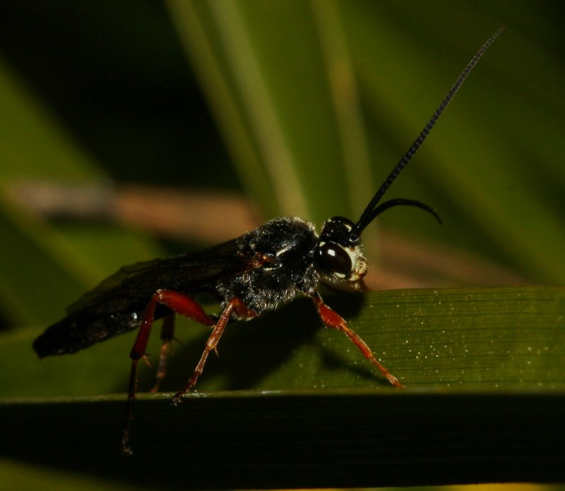 hymenoptera_1919.jpg