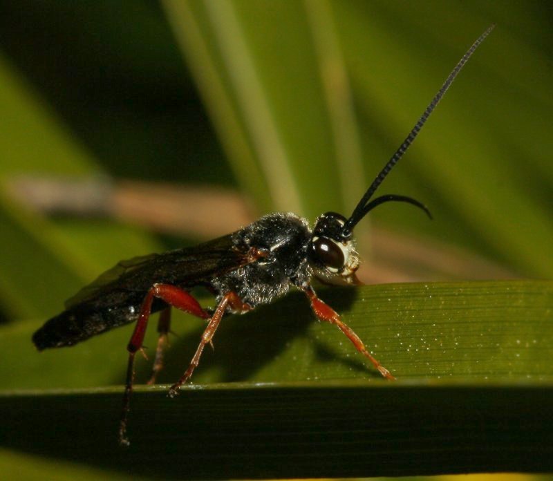 hymenoptera_1919a.jpg