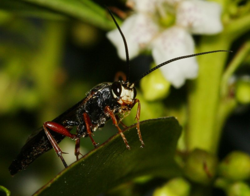 hymenoptera_1920.jpg