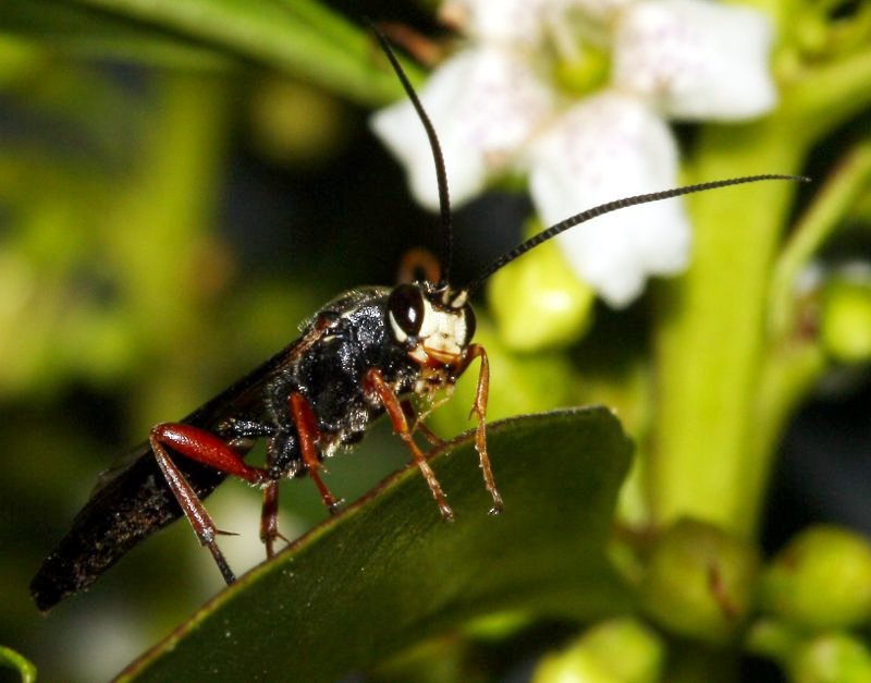 hymenoptera_1920a.jpg