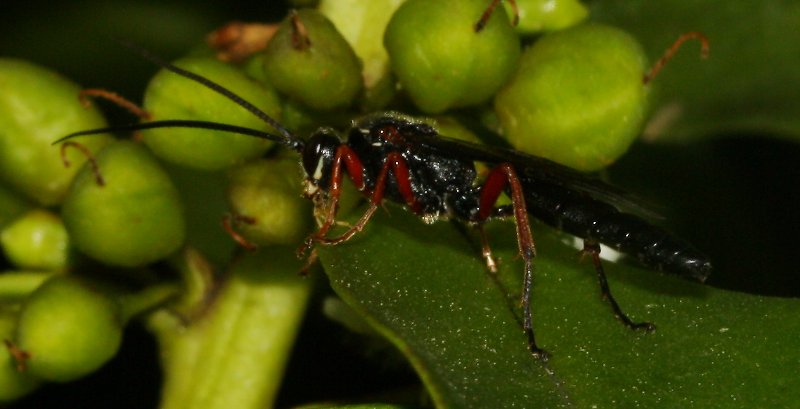hymenoptera_1921.jpg