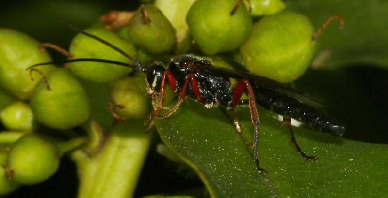 hymenoptera_1921a.jpg