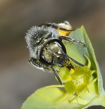 hymenoptera_2059.jpg