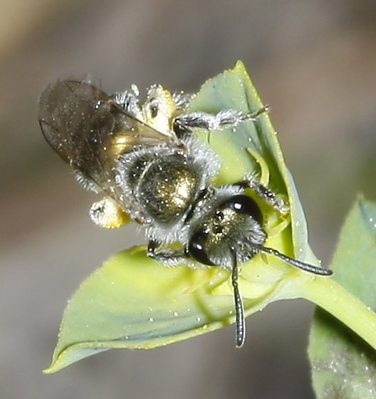 hymenoptera_2060.jpg