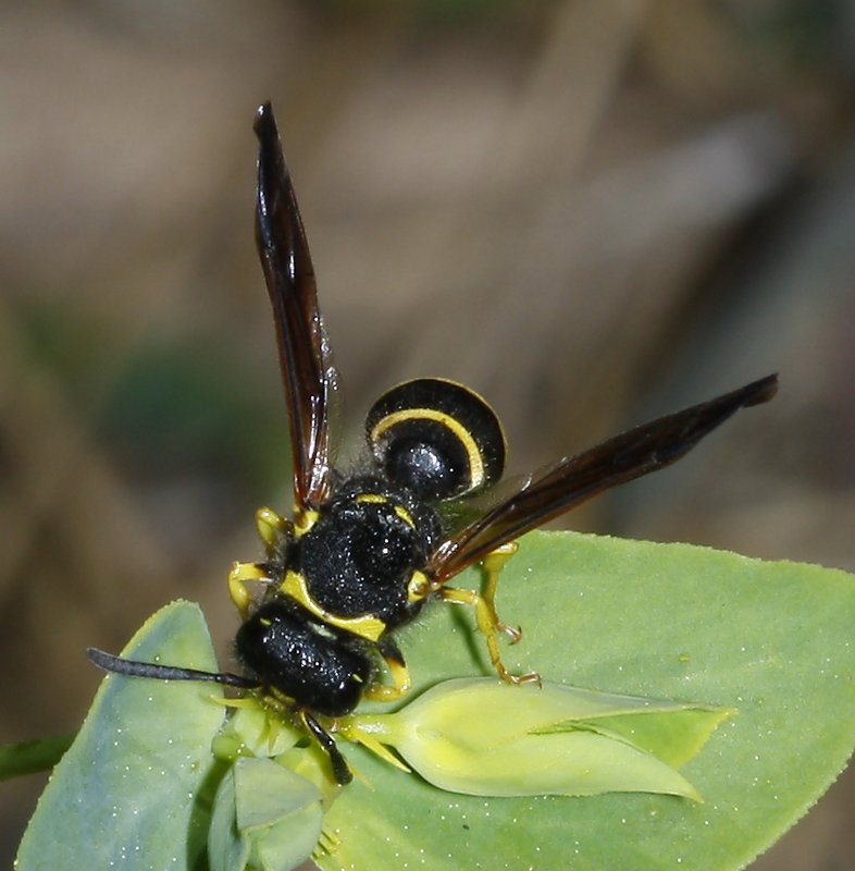 hymenoptera_2061.jpg
