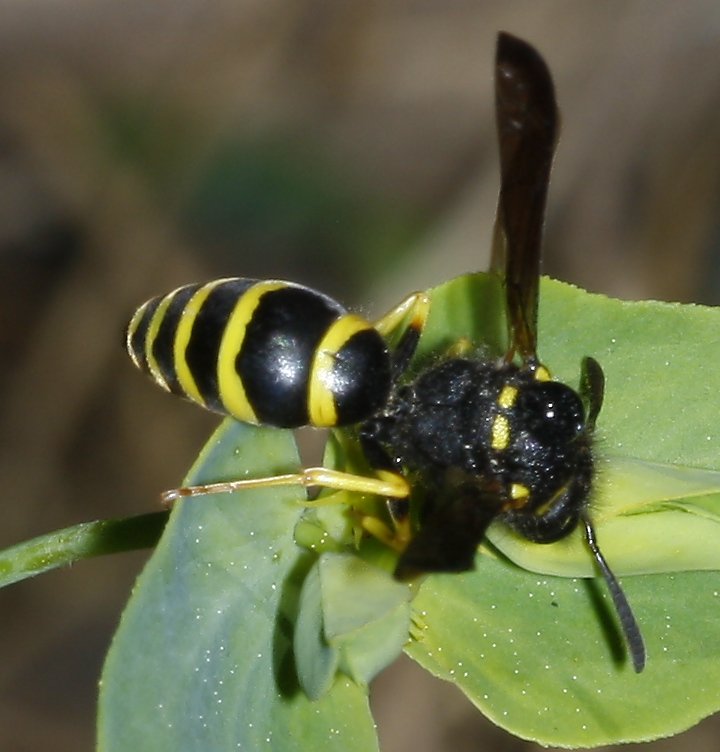 hymenoptera_2063.jpg