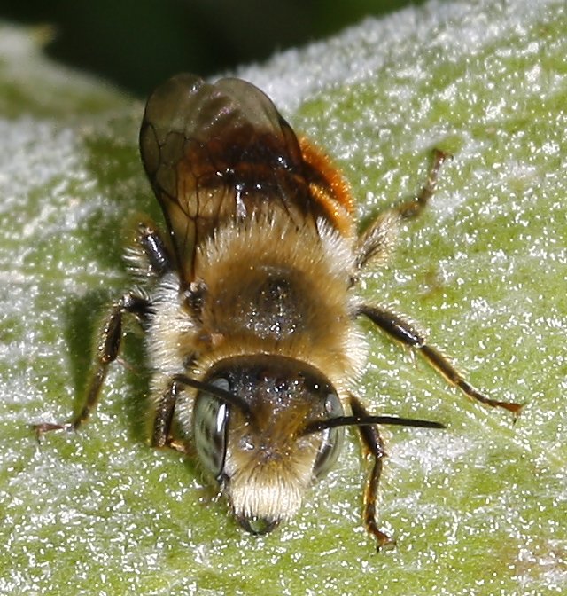 hymenoptera_2074.jpg
