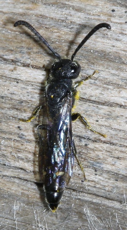 hymenoptera_2109.jpg