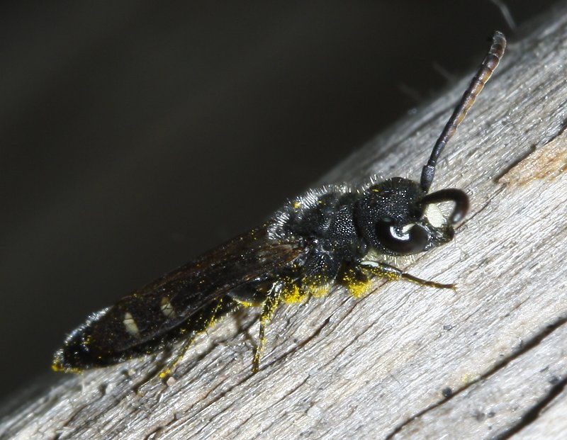 hymenoptera_2111.jpg