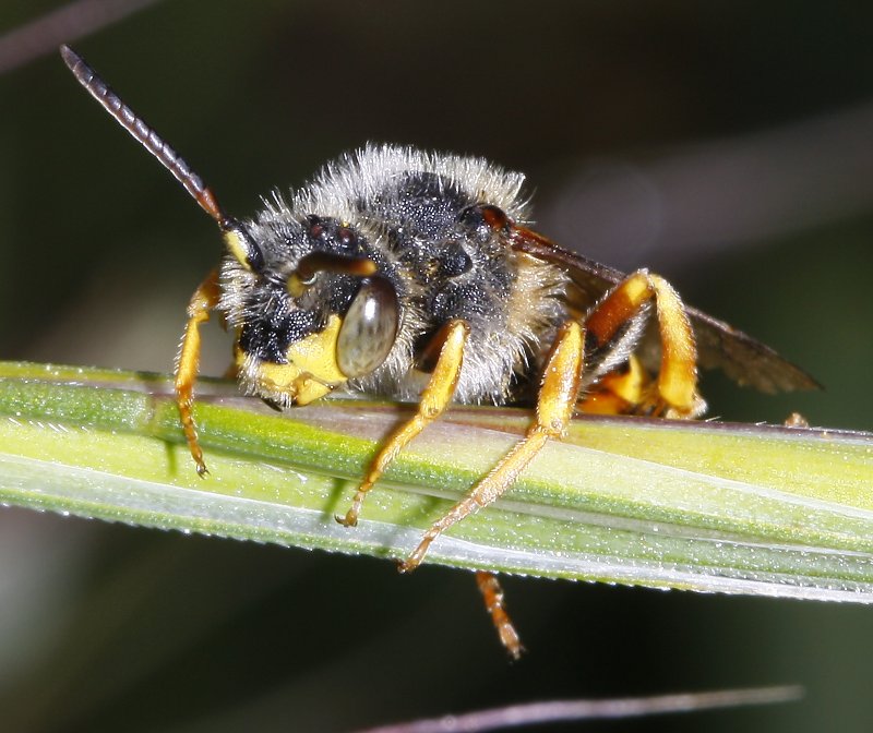 hymenoptera_2117.jpg