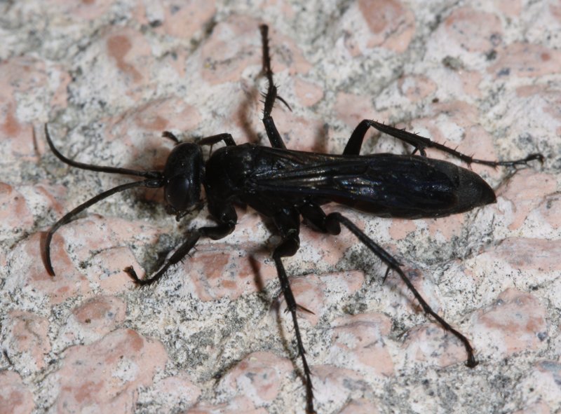 hymenoptera_2422.jpg
