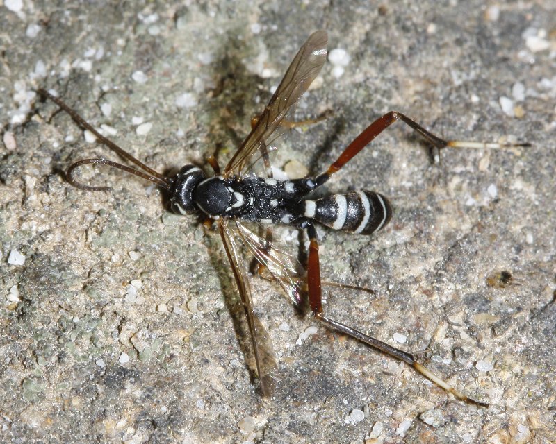hymenoptera_2430.jpg