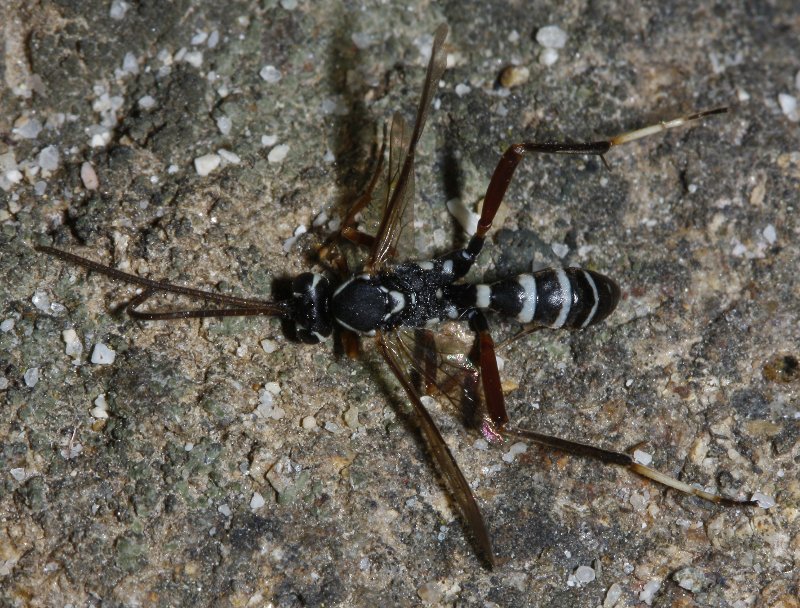 hymenoptera_2436.jpg