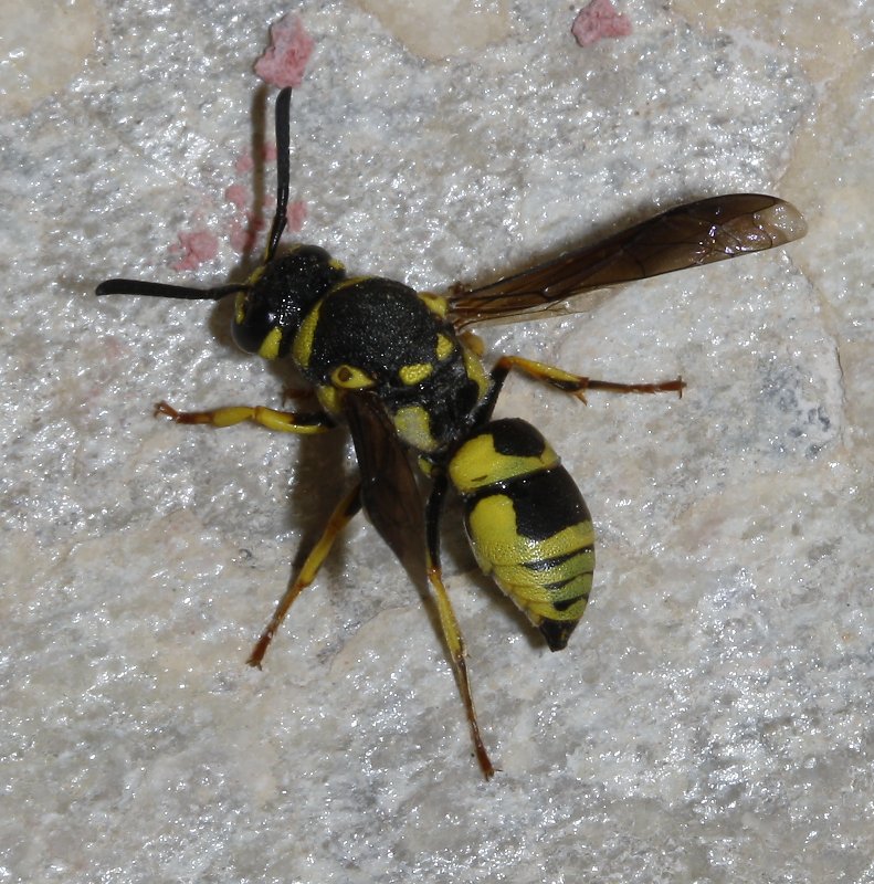 hymenoptera_2532.jpg