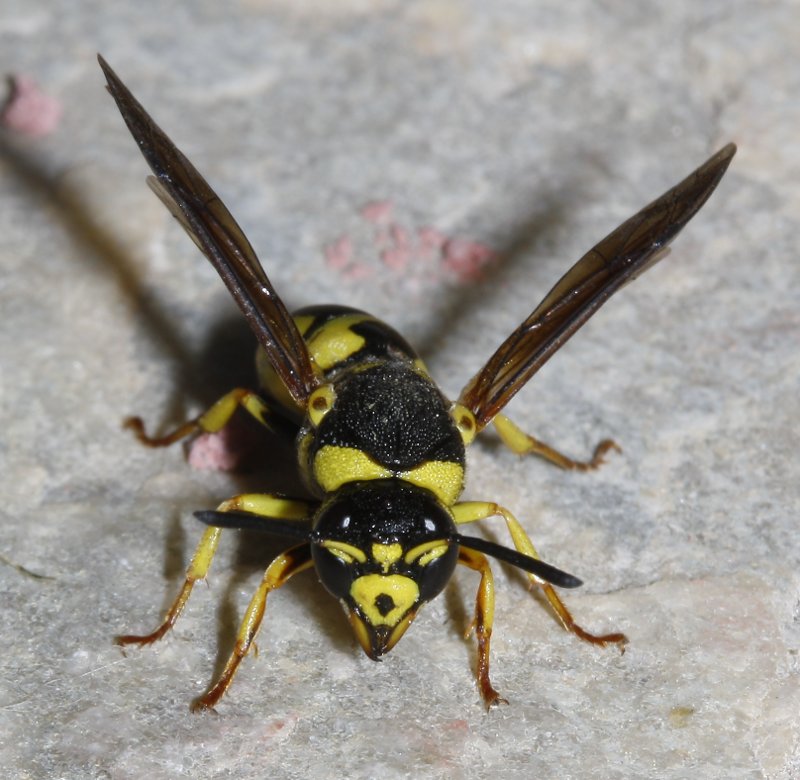 hymenoptera_2535.jpg