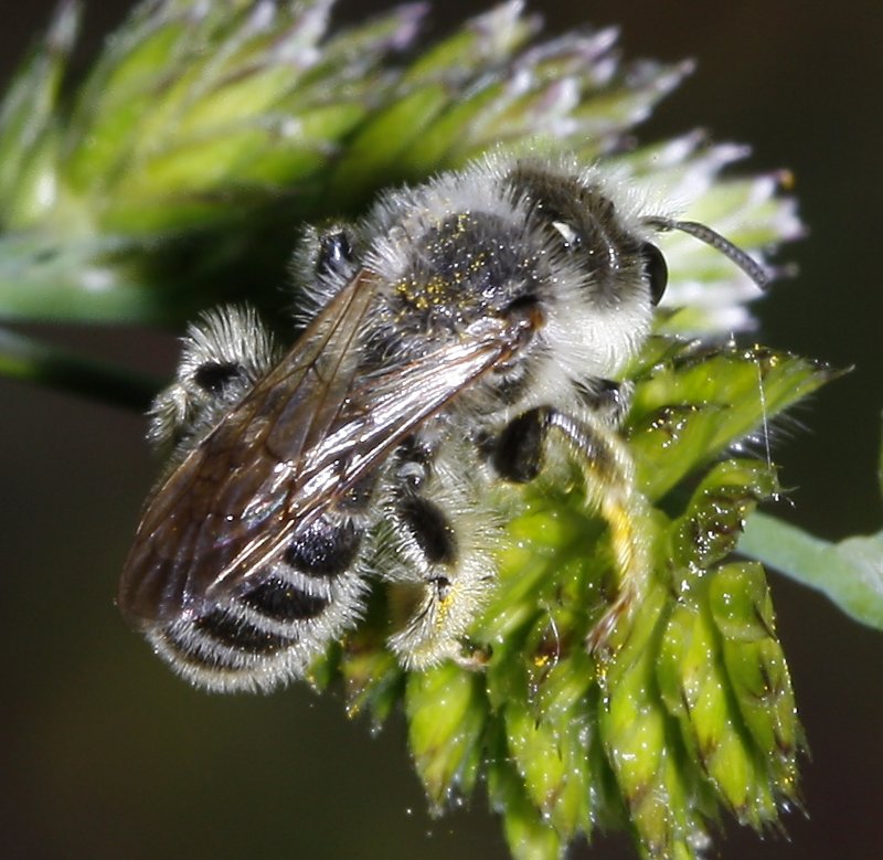 hymenoptera_2565.jpg
