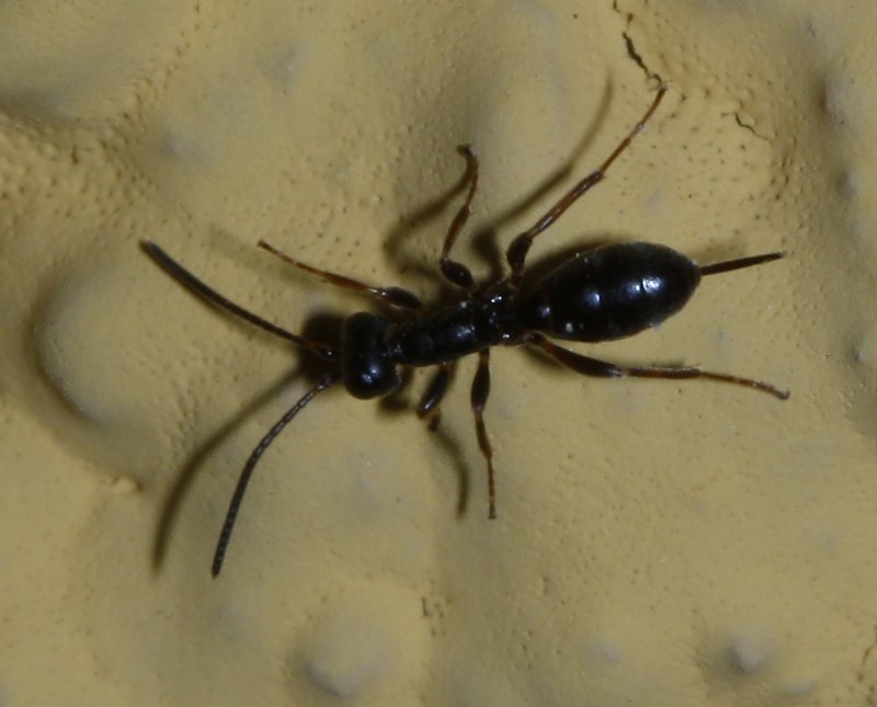 hymenoptera_2876.jpg