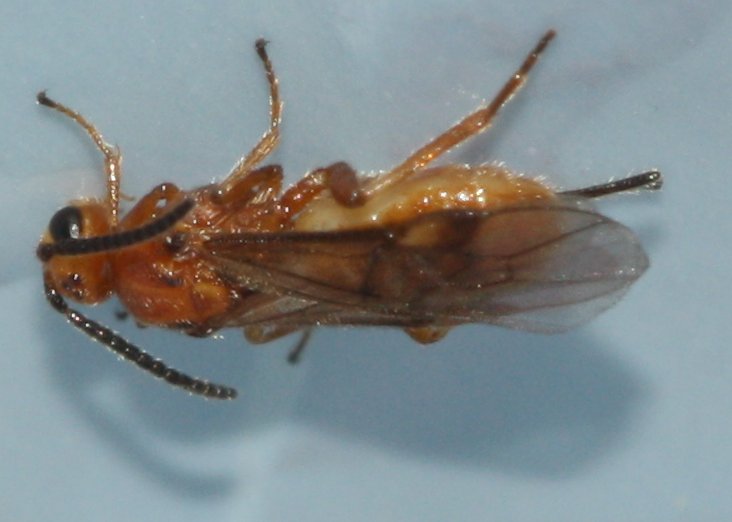 hymenopteraju.jpg