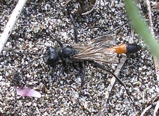 Hymenoptero_10241.jpg