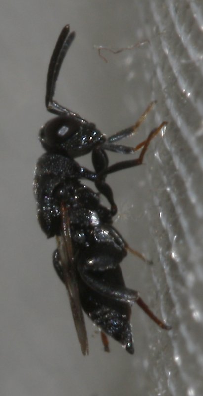 Hymenoptero_5345.jpg