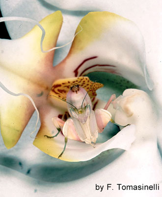 hymenopus_orchidea.jpg