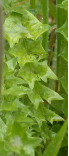 hyoseris-radiata-2.jpg