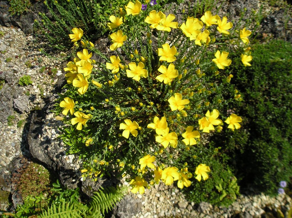 Hypericum%20olympicum2.JPG
